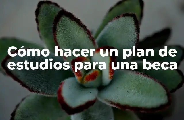 Cómo Hacer un Plan de Estudios para una Beca