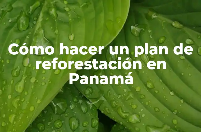 Cómo Hacer un Plan de Reforestación en Panamá