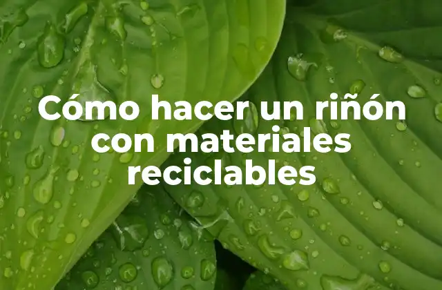 Cómo Hacer un Riñón con Materiales Reciclables