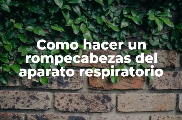 Como Hacer un Rompecabezas Del Aparato Respiratorio