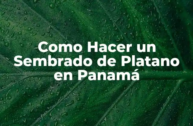 Como Hacer un Sembrado de Platano en Panamá