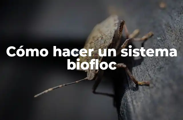 Cómo Hacer un Sistema Biofloc