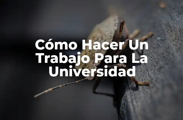 Cómo Hacer un Trabajo para la Universidad