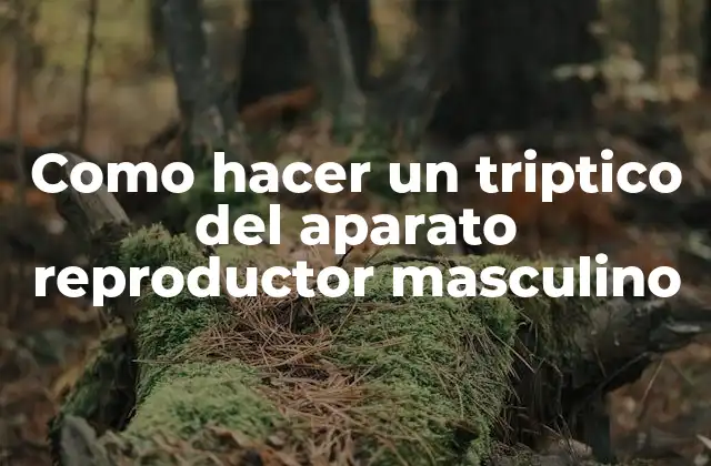 El aparato reproductor masculino