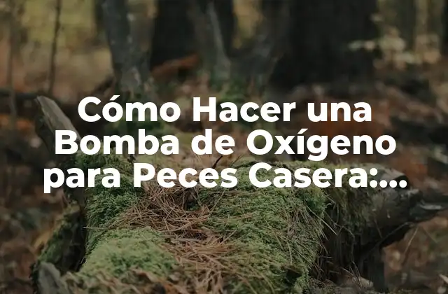 Cómo Hacer una Bomba de Oxígeno para Peces Casera: Guía Paso a Paso