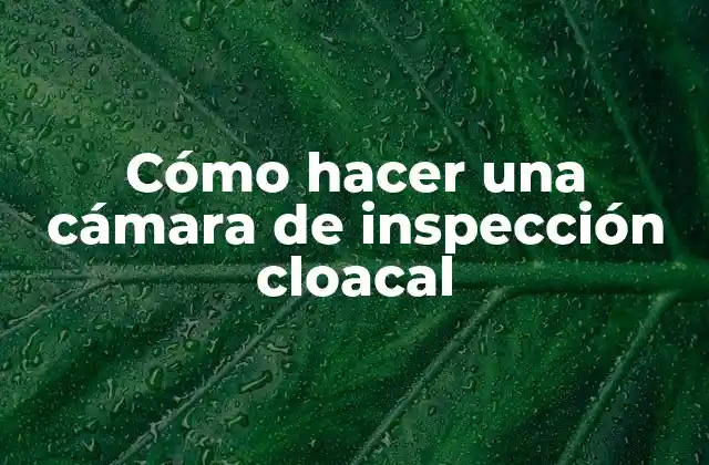 Cómo Hacer una Cámara de Inspección Cloacal