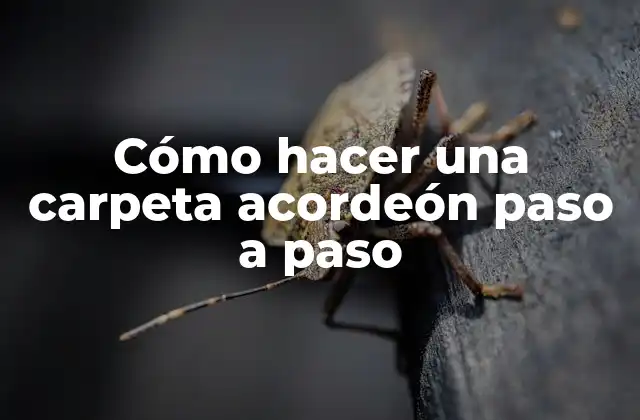 Cómo Hacer una Carpeta Acordeón Paso a Paso