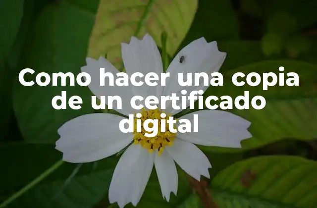 Como Hacer una Copia de un Certificado Digital 2 Certificado digital