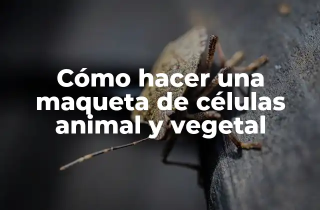 Cómo Hacer una Maqueta de Células Animal y Vegetal