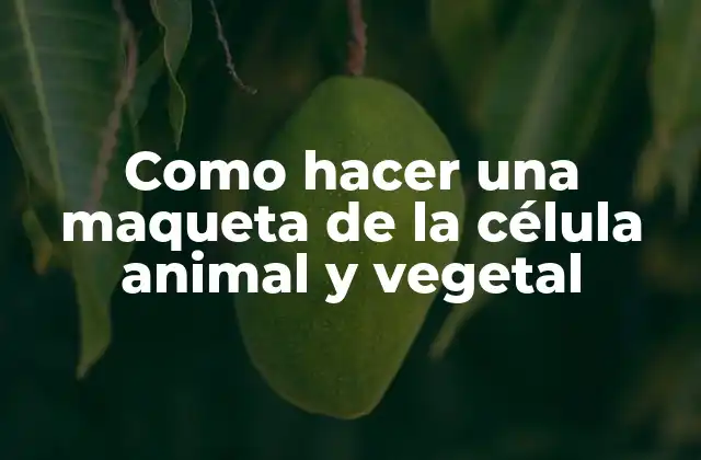 Como Hacer una Maqueta de la Célula Animal y Vegetal