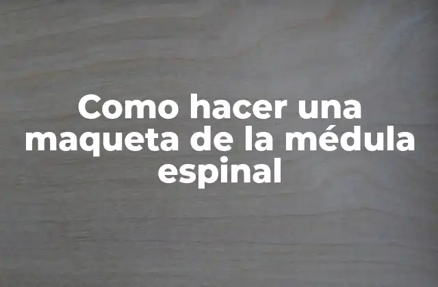 La médula espinal: función y composición