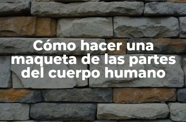 Cómo Hacer una Maqueta de las Partes Del Cuerpo Humano
