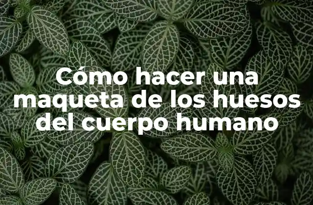 Cómo Hacer una Maqueta de los Huesos Del Cuerpo Humano