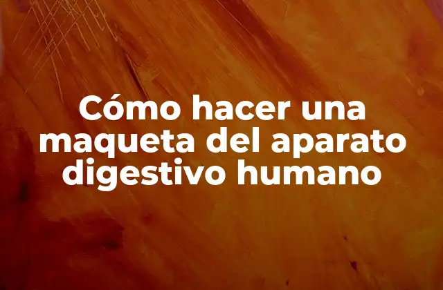 Cómo Hacer una Maqueta Del Aparato Digestivo Humano