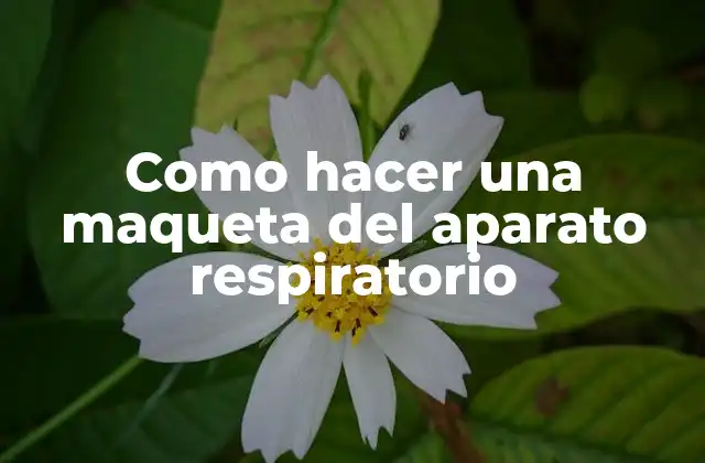 Como Hacer una Maqueta Del Aparato Respiratorio