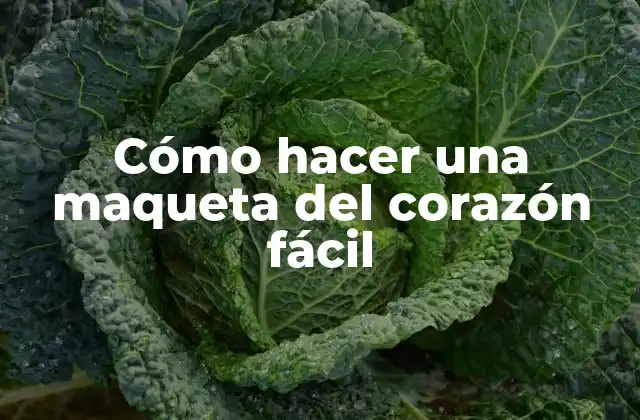 Cómo Hacer una Maqueta Del Corazón Fácil