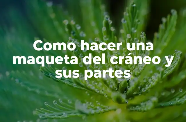 Como Hacer una Maqueta Del Cráneo y Sus Partes