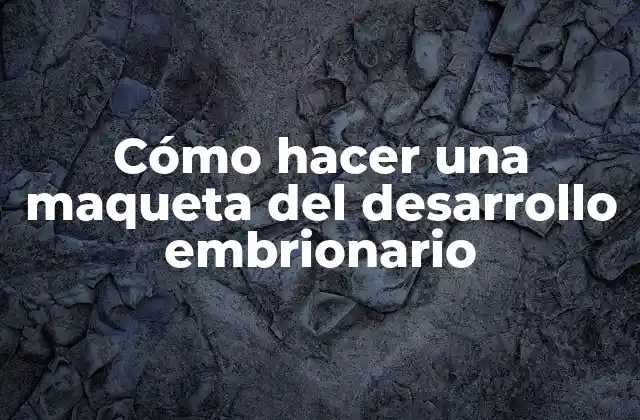 Cómo Hacer una Maqueta Del Desarrollo Embrionario 2 Desarrollo embrionario