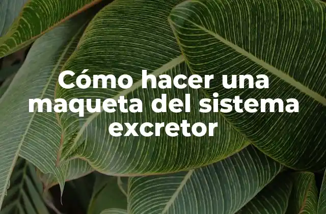 Cómo Hacer una Maqueta Del Sistema Excretor