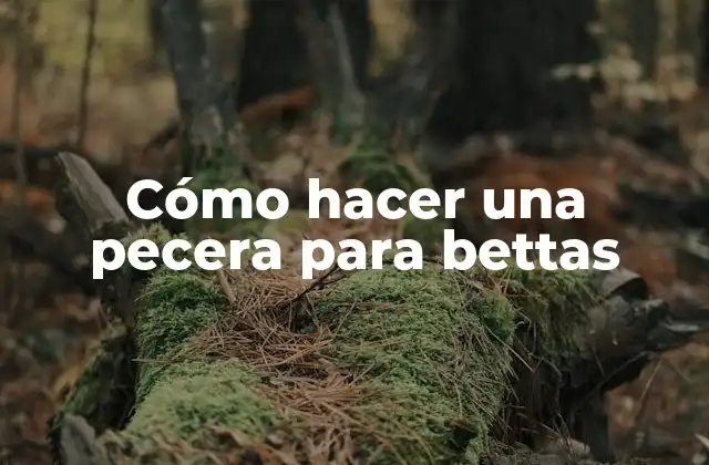 Cómo Hacer una Pecera para Bettas