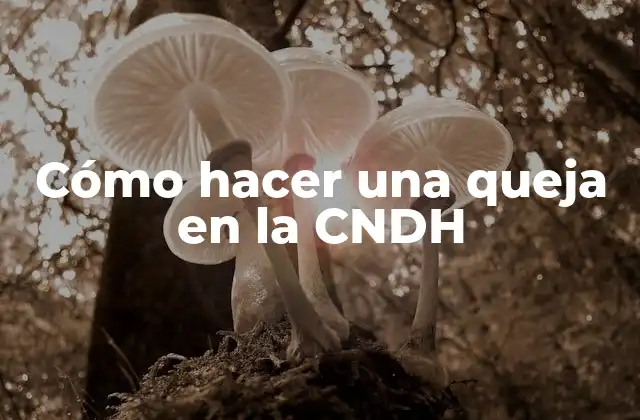 Cómo Hacer una Queja en la Cndh