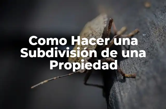 Como Hacer una Subdivisión de una Propiedad