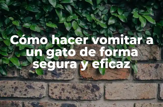 Cómo Hacer Vomitar a un Gato de Forma Segura y Eficaz