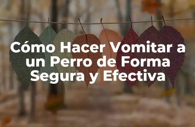 Cómo Hacer Vomitar a un Perro de Forma Segura y Efectiva