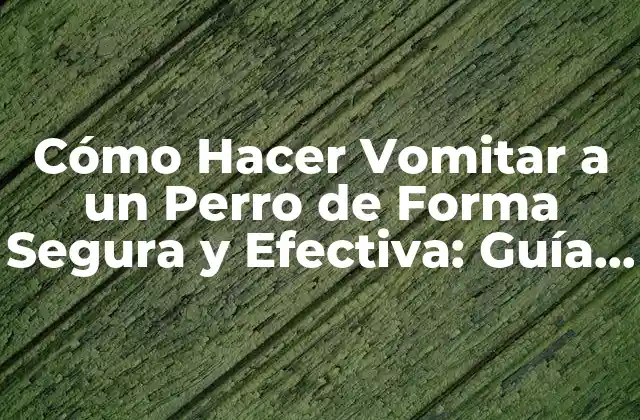 Cómo Hacer Vomitar a un Perro de Forma Segura y Efectiva: Guía para Propietarios de Mascotas