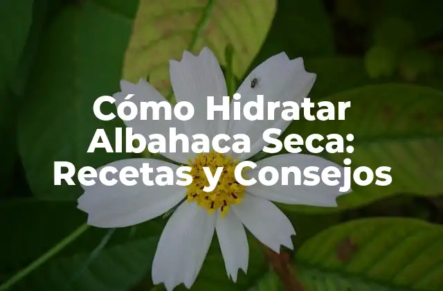 Cómo Hidratar Albahaca Seca: Recetas y Consejos