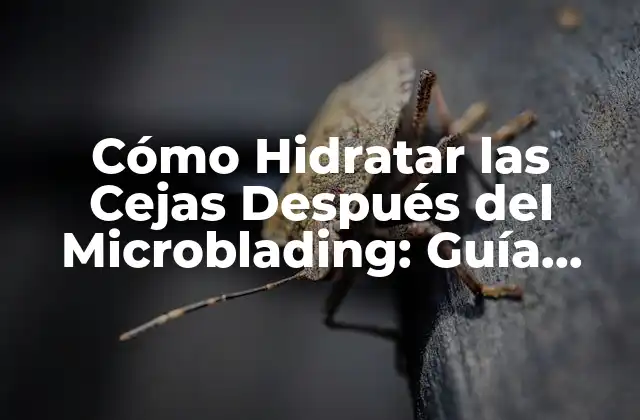 Cómo Hidratar las Cejas Después Del Microblading: Guía Completa