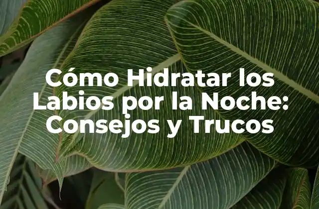 Cómo Hidratar los Labios por la Noche: Consejos y Trucos