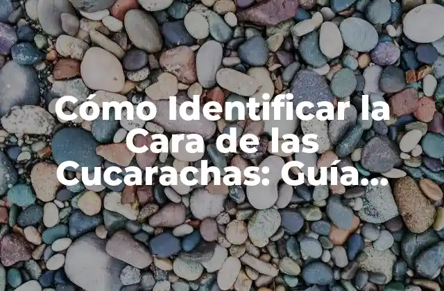 Cómo Identificar la Cara de las Cucarachas: Guía Completa