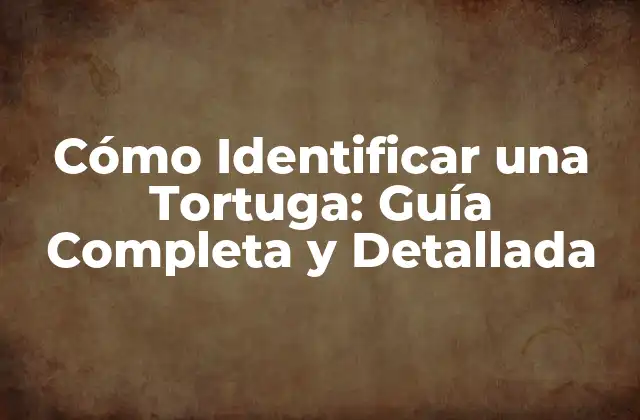 Cómo Identificar una Tortuga: Guía Completa y Detallada