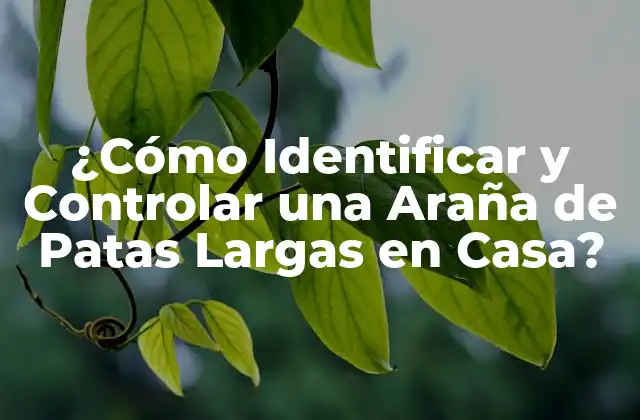 ¿cómo Identificar y Controlar una Araña de Patas Largas en Casa?