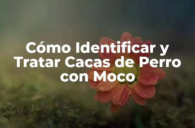 Cómo Identificar y Tratar Cacas de Perro con Moco