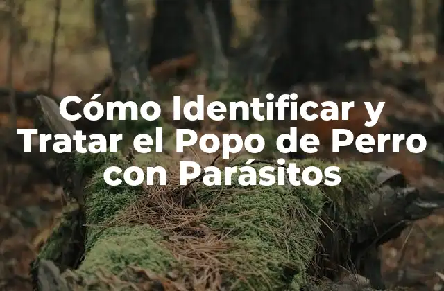 Cómo Identificar y Tratar el Popo de Perro con Parásitos