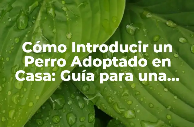 Cómo Introducir un Perro Adoptado en Casa: Guía para una Transición Exitosa