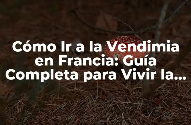 Cómo Ir a la Vendimia en Francia: Guía Completa para Vivir la Experiencia Vitivinícola
