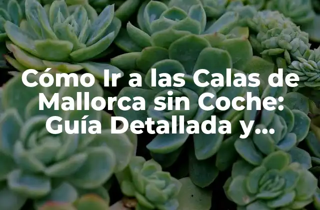 Cómo Ir a las Calas de Mallorca sin Coche: Guía Detallada y Completa