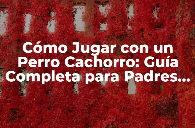 Cómo Jugar con un Perro Cachorro: Guía Completa para Padres y Amantes de los Perros