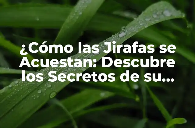 ¿cómo las Jirafas Se Acuestan: Descubre los Secretos de Su Sueño