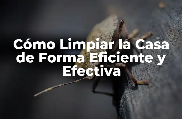 Cómo Limpiar la Casa de Forma Eficiente y Efectiva