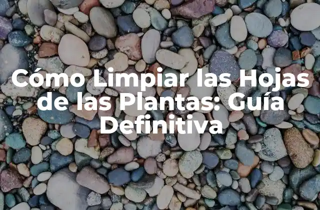 ¿Por qué es Importante Limpiar las Hojas de las Plantas?