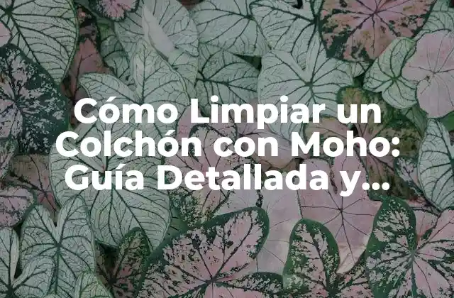 Cómo Limpiar un Colchón con Moho: Guía Detallada y Efectiva