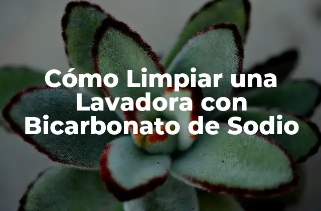 Cómo Limpiar una Lavadora con Bicarbonato de Sodio