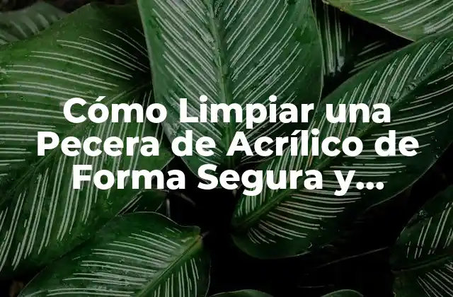 Cómo Limpiar una Pecera de Acrílico de Forma Segura y Efectiva