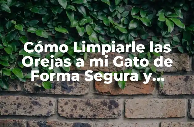 Cómo Limpiarle las Orejas a Mi Gato de Forma Segura y Efectiva