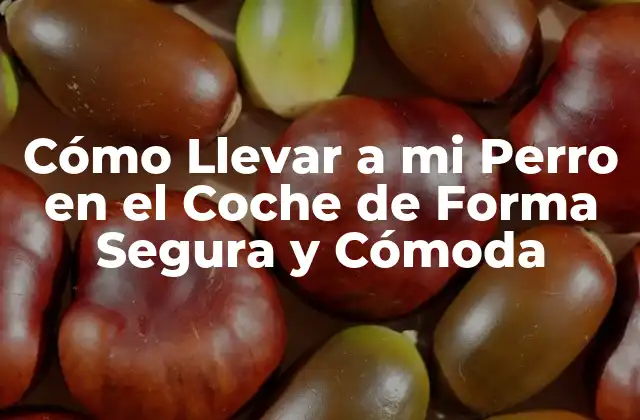 ¿Por qué es Importante Llevar a tu Perro en el Coche de Forma Segura?