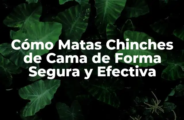 Cómo Matas Chinches de Cama de Forma Segura y Efectiva 2 ¿Cuáles son los Síntomas de una Infestación de Chinches de Cama?